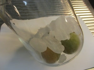 瓶に梅と氷砂糖を交互に入れる。